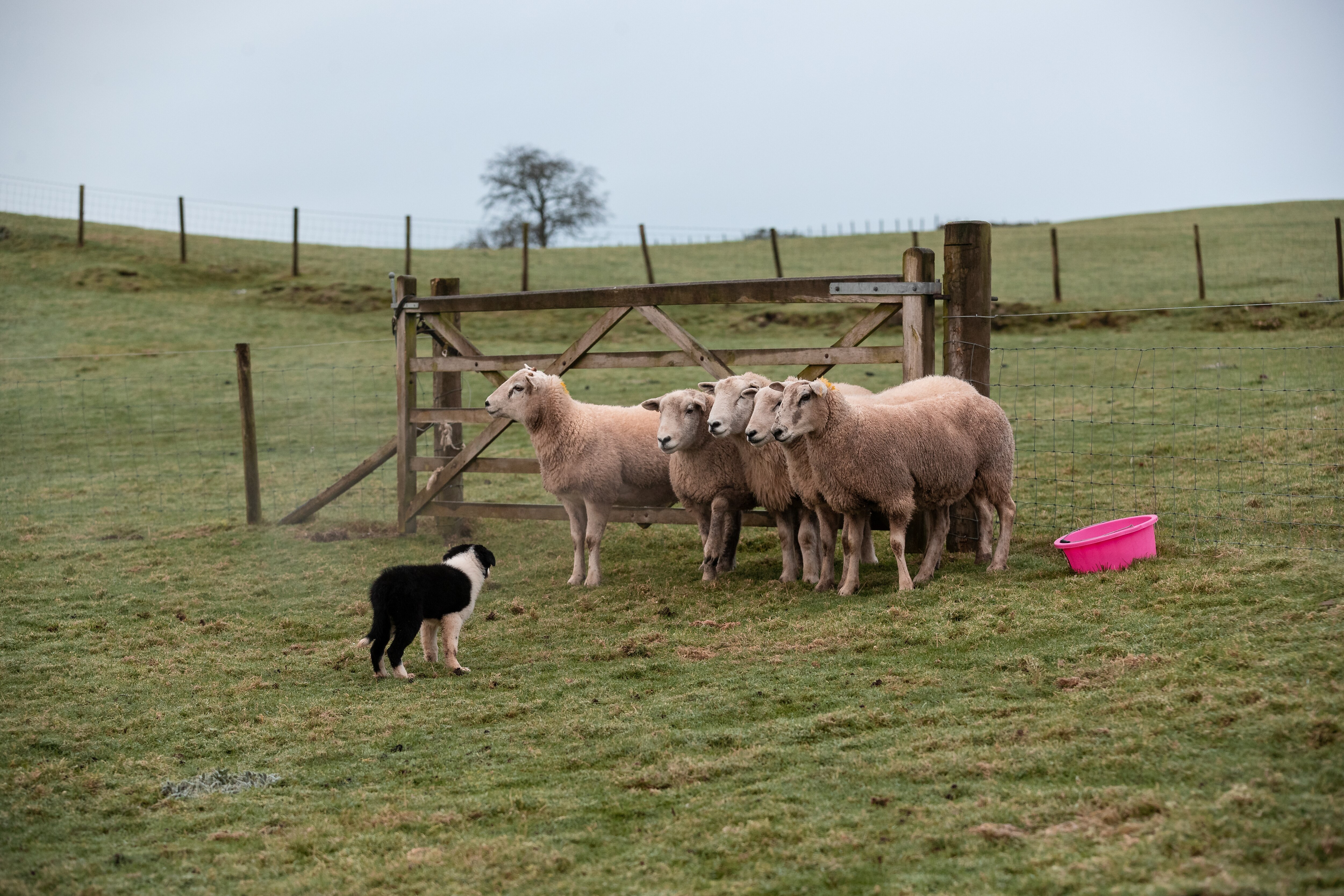 Hannah Jachson's puppy working sheep